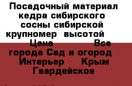 Посадочный материал кедра сибирского (сосны сибирской) крупномер, высотой 3-3.5  › Цена ­ 19 800 - Все города Сад и огород » Интерьер   . Крым,Гвардейское